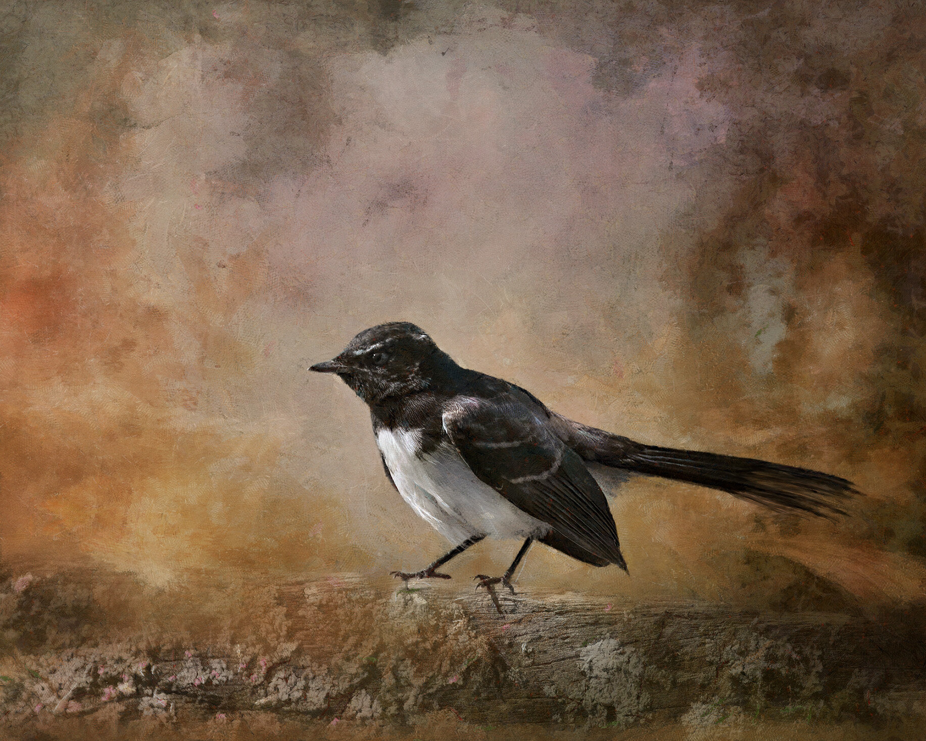 Willie wagtail.