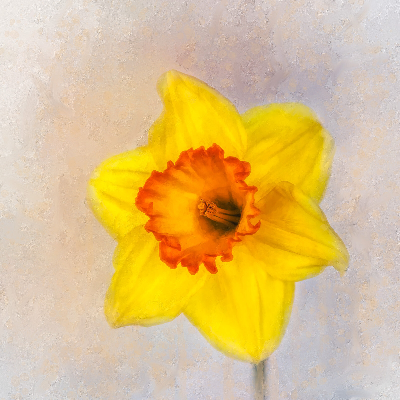 Daffodil.