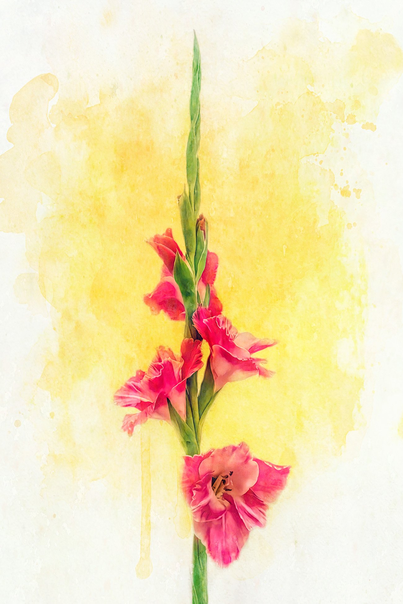 Gladiolus.