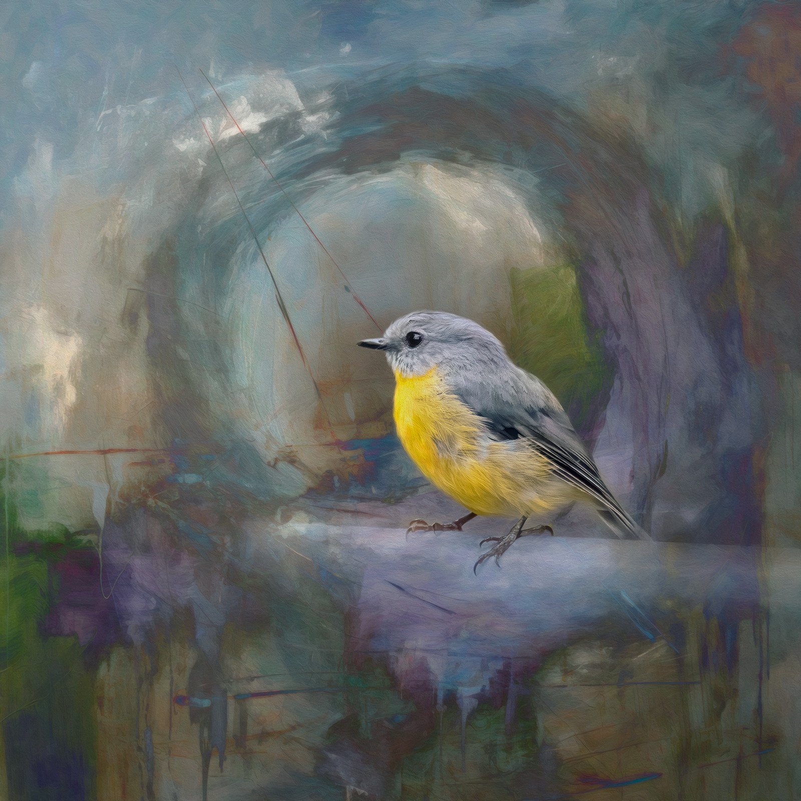 Eastern yellow robin.