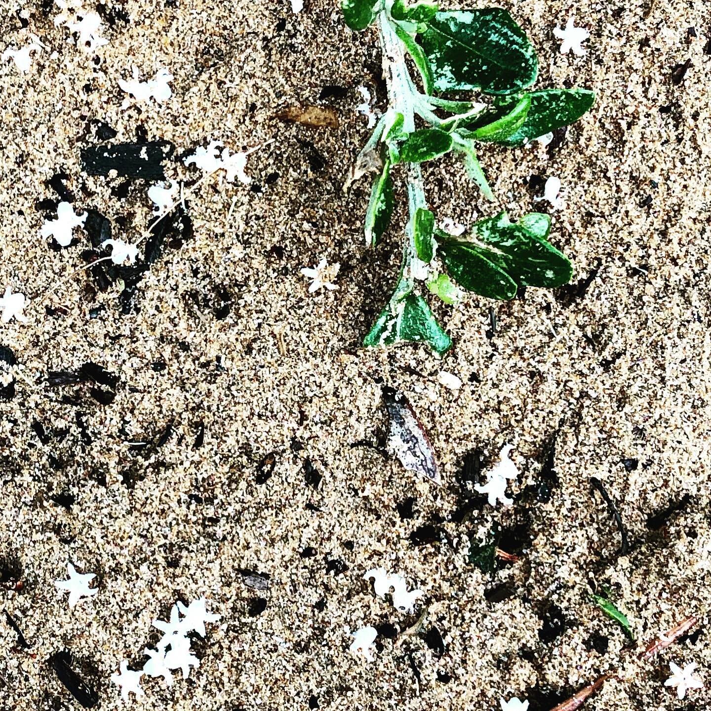little stars in the sand&hellip; high winds scatter tiny leucopogon flowers across a favourite beach track. Leucopogon parviflorus, Coastal Beard-heath #coastaldweller #indigenousplants #coastallandscapes