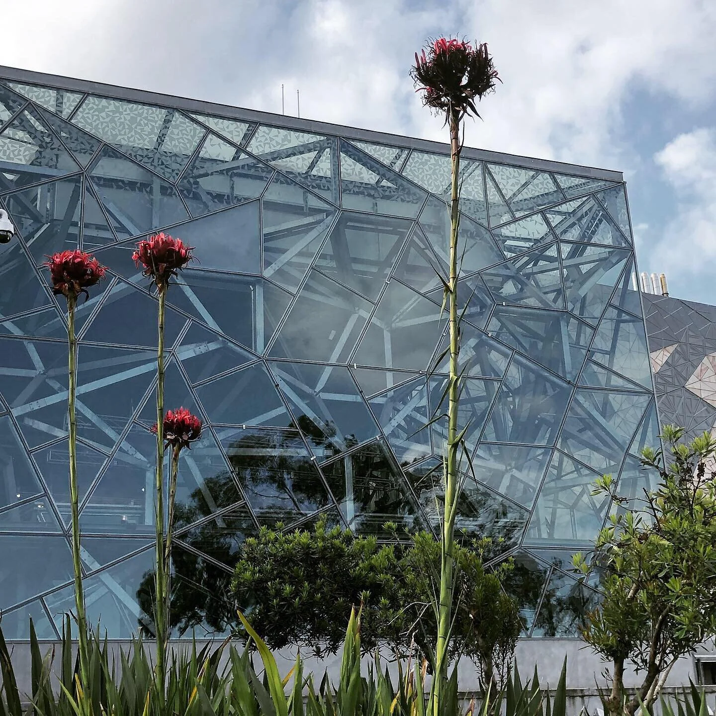 Doryanthes looking spectacular.  Here on the banks of the Yarra for the annual national Landscape Architecture gathering #ailafestival2019 @fed.square  @aila_national  #theparkandthesquare