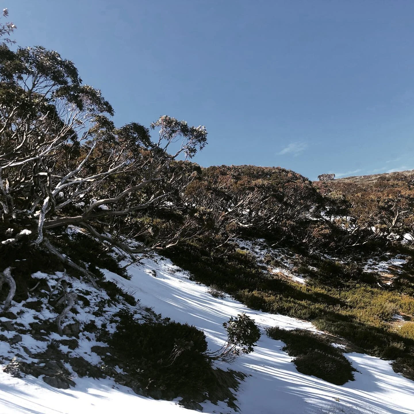 Spring snow #mthotham #snowgums