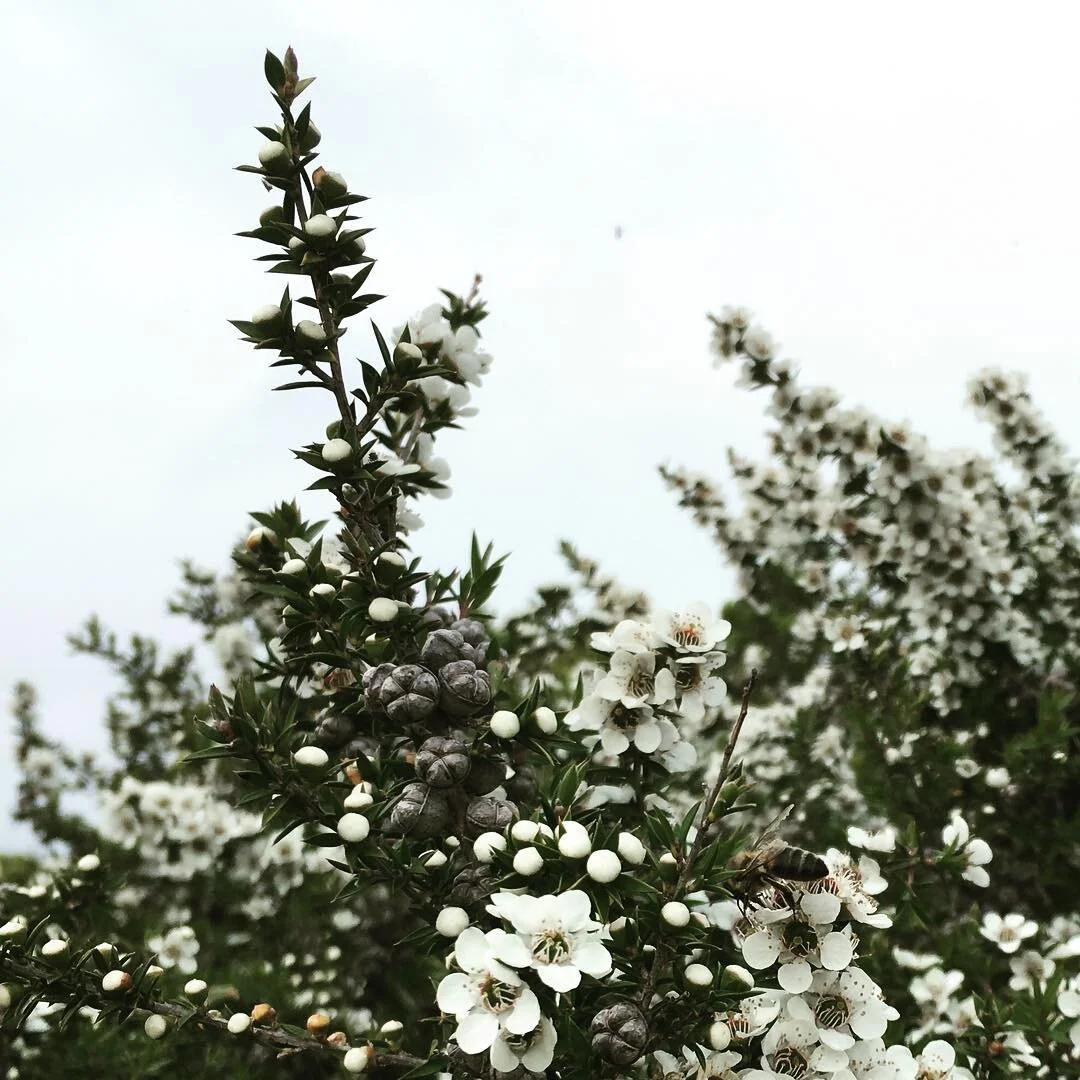 One of my all time faves, the spray of flowers across the coastal scrub puts a spring in my step, and a smile on my dial.  Leptospermum continentale #nativebees #coastallandscape #indigenousplants