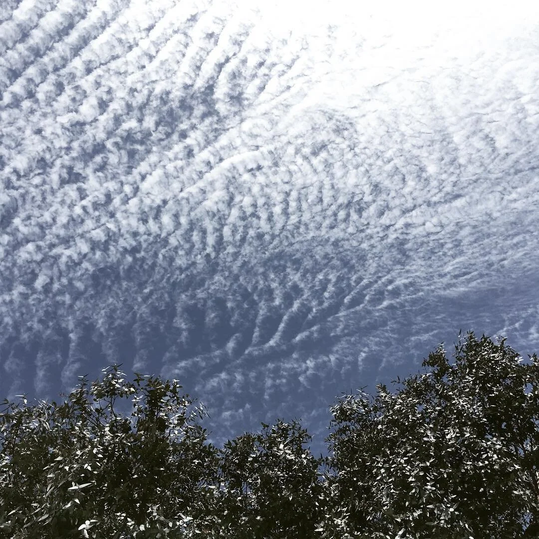 Eucalyptus cinerea under spring skies