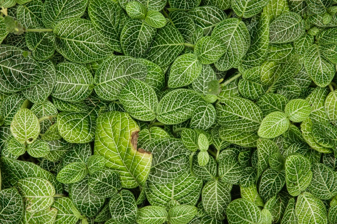 Botanic Gardens_10.jpg