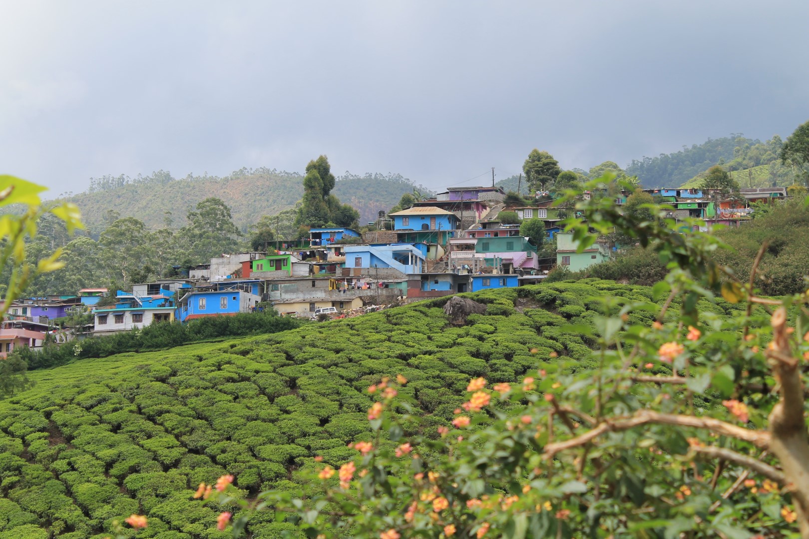 Munnar, Kerala, India.