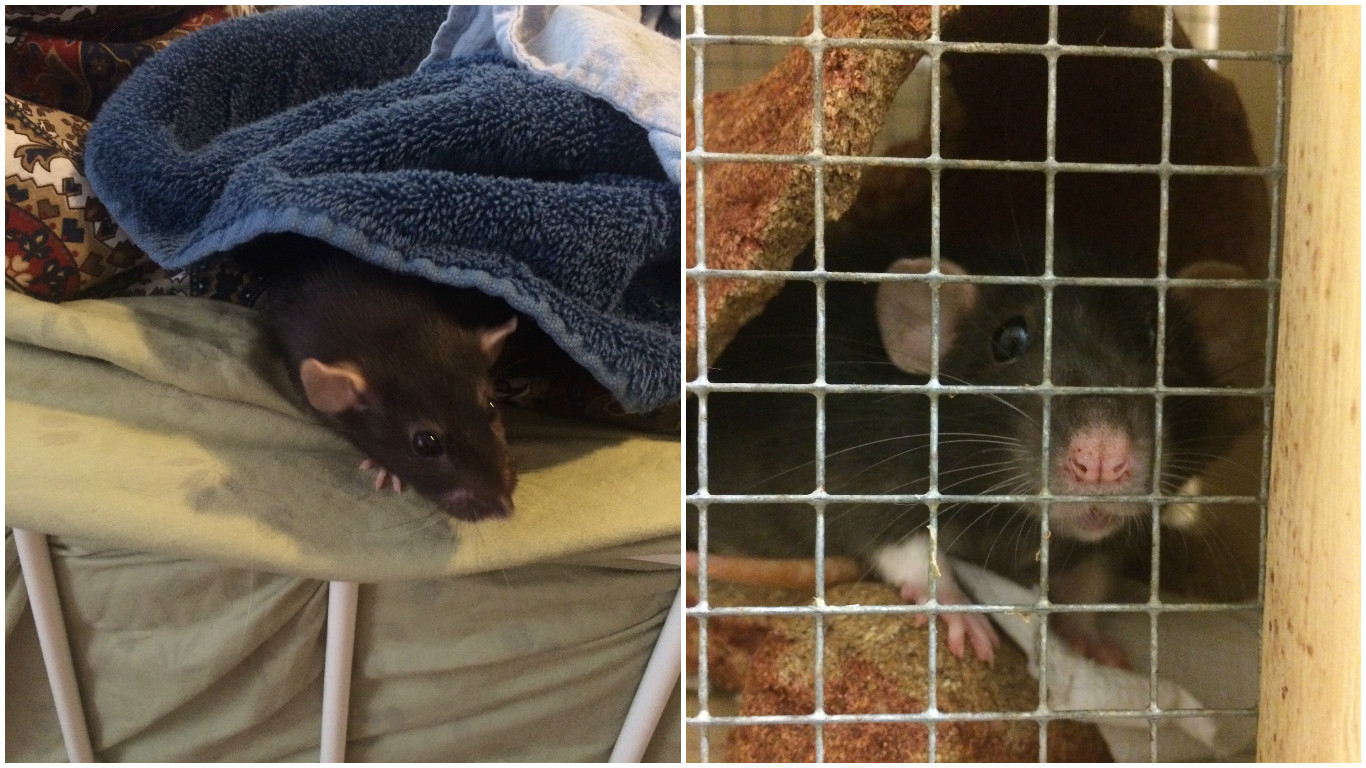 Best rat ever.