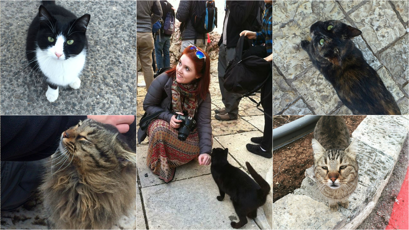 So many cats....