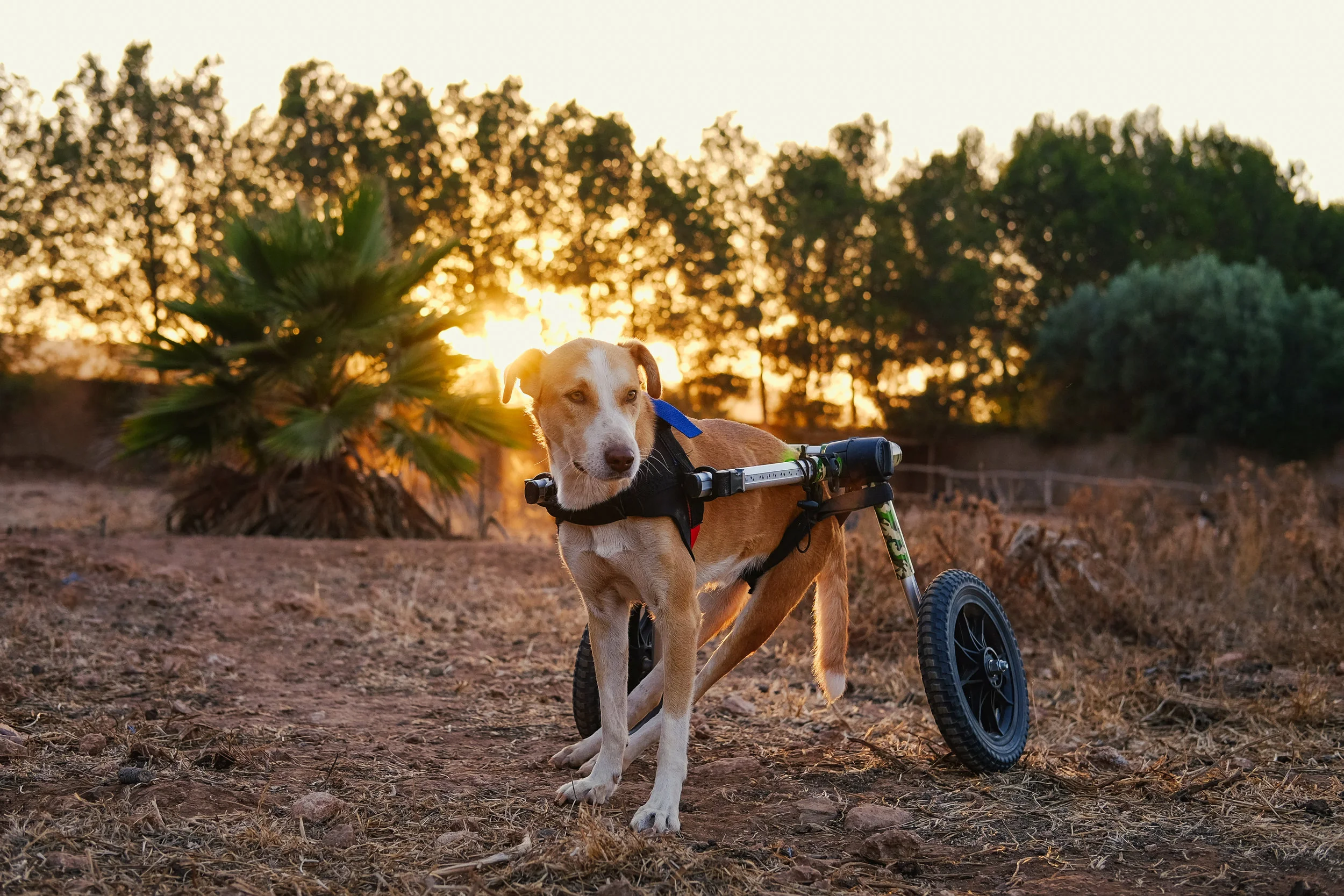 This is Dorado, one of the dogs being rehabilitated at C.A.R.E. in Essaouira, Morocco where I volunteered. (July 2019)