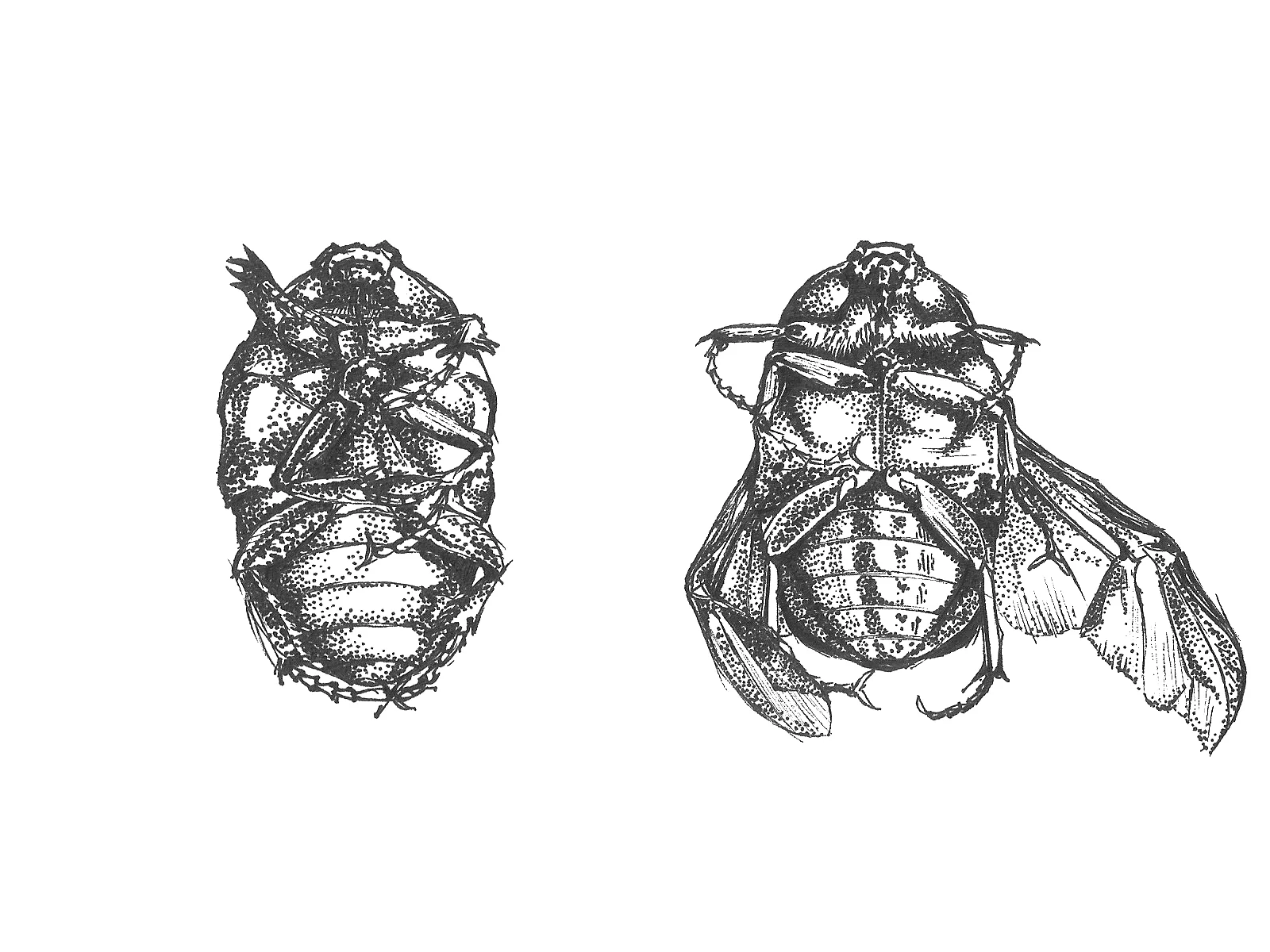 Study of beetles. Pen. 2001