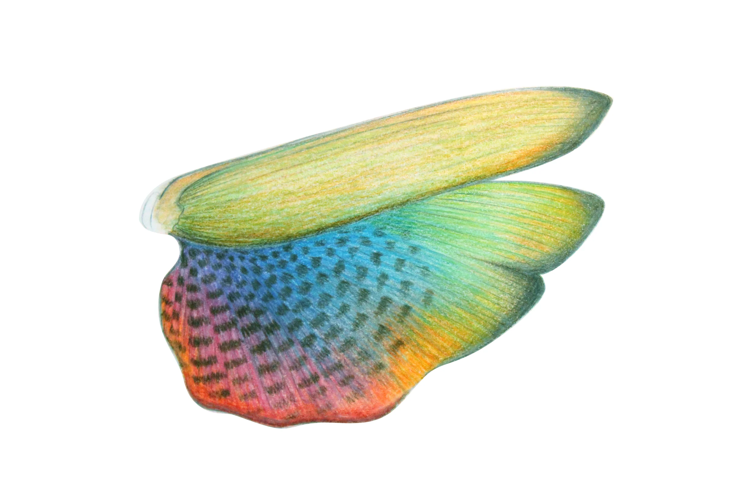 Locust wing study. Pencil crayon. 2001