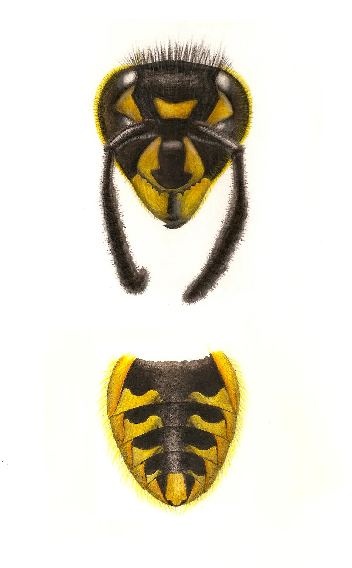 Wasp Study. Coloured pencil. 2001