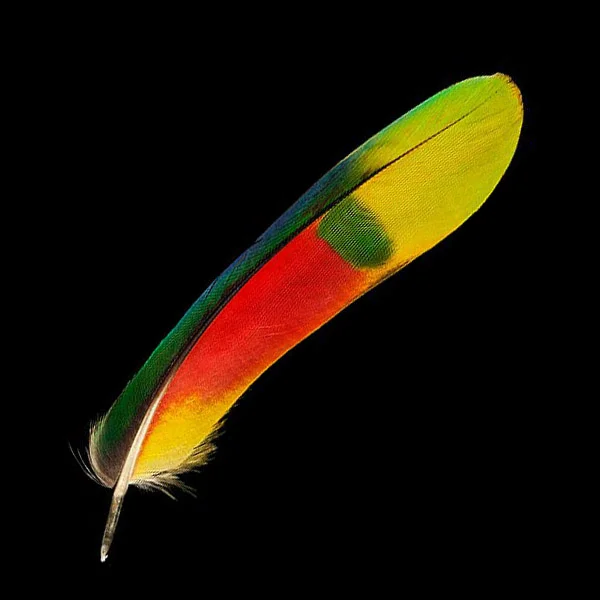 Parrot_feather.jpg