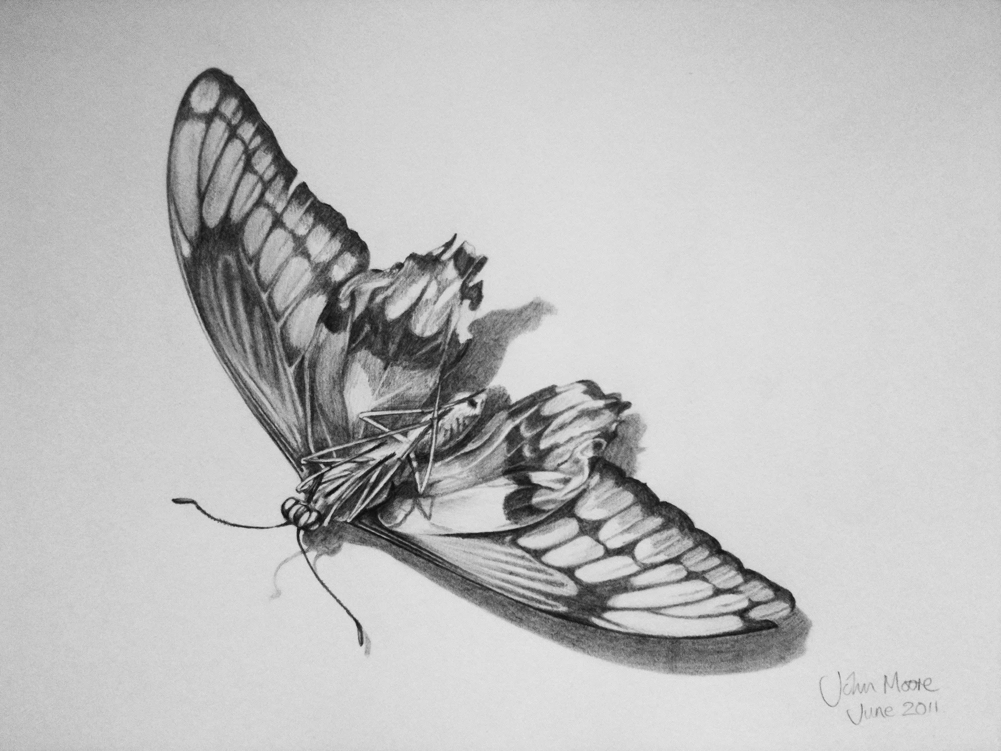 Swallowtail butterfly 2011.jpg
