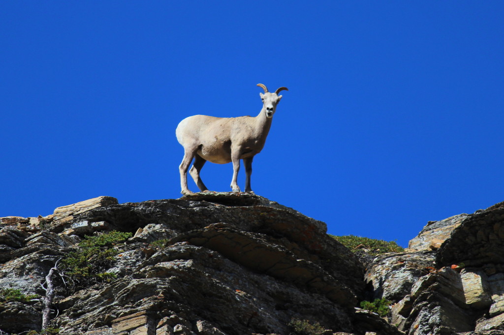 mountain-goat.jpg