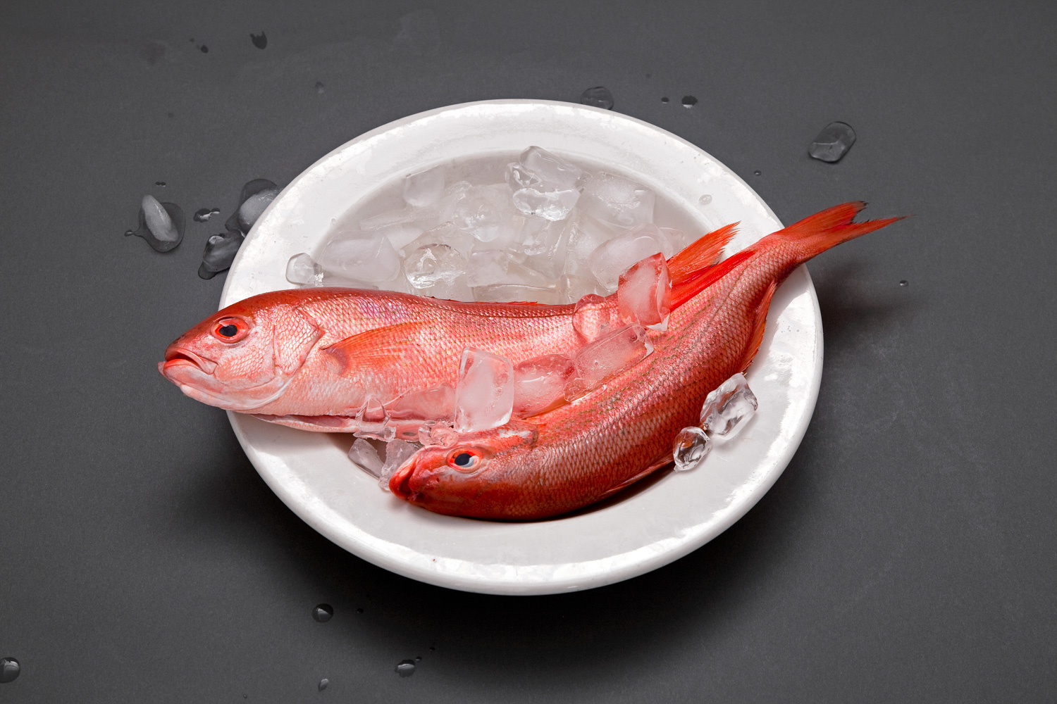 The delicious Red Snapper often lives for fifty years or longer.