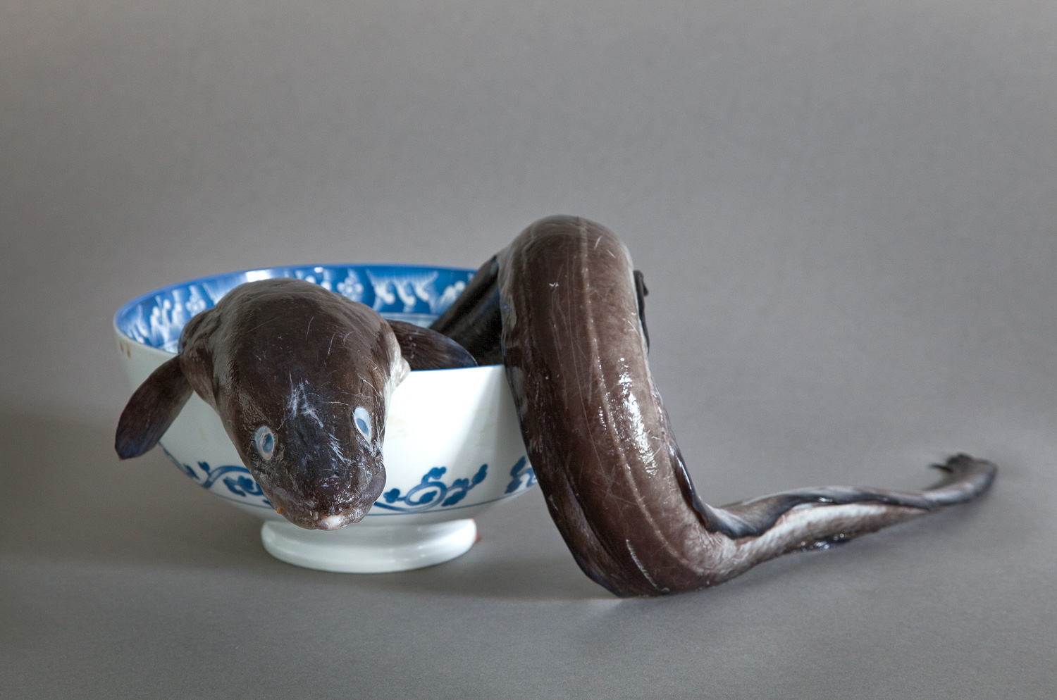 An Asian Eel with a bowl for scale.