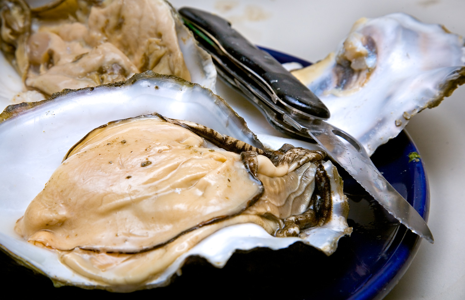 Pacific Oysters with my knife on a blue plate.