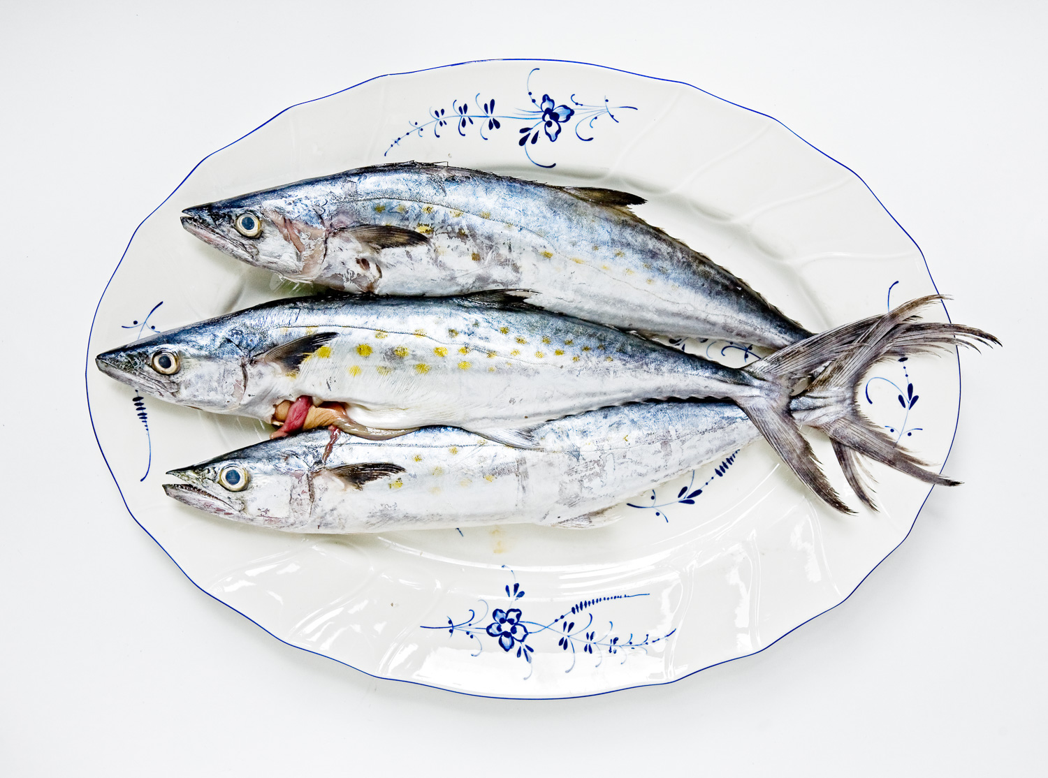 Three Spanish Mackerel arranged together for the photograph like this.