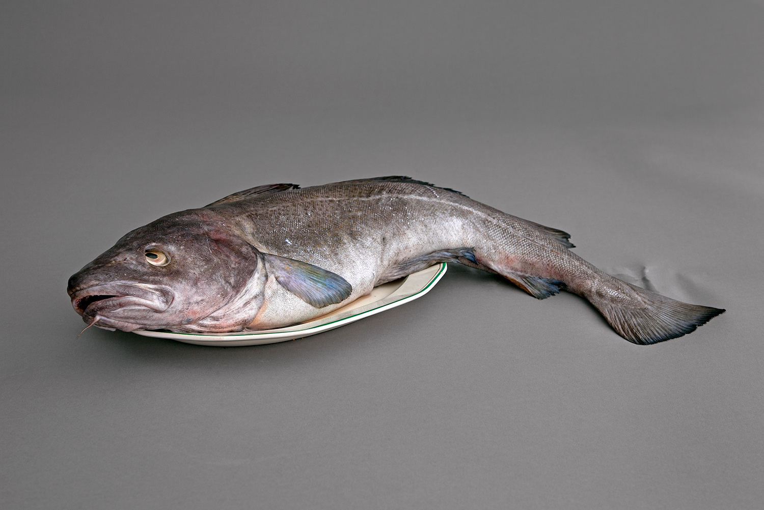 An Atlantic Cod, located in 2010 after a considerable effort.