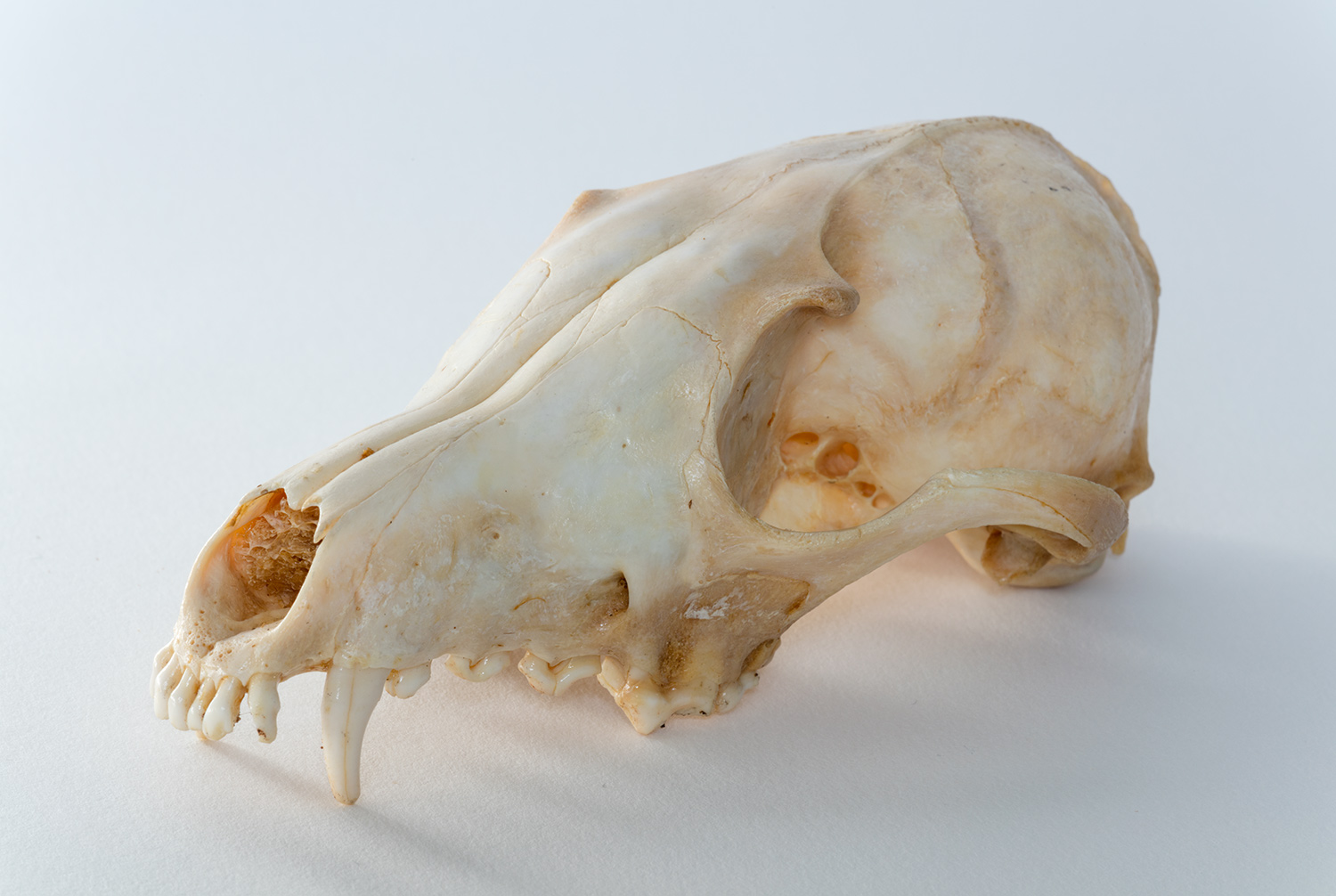 Fox skull without a lower mandible