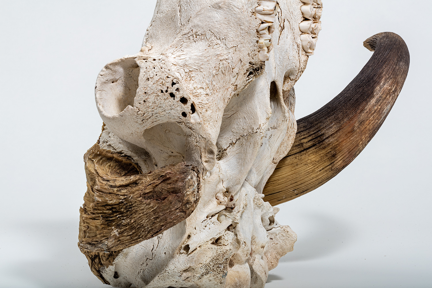 Muskox horns are more hair than bone.