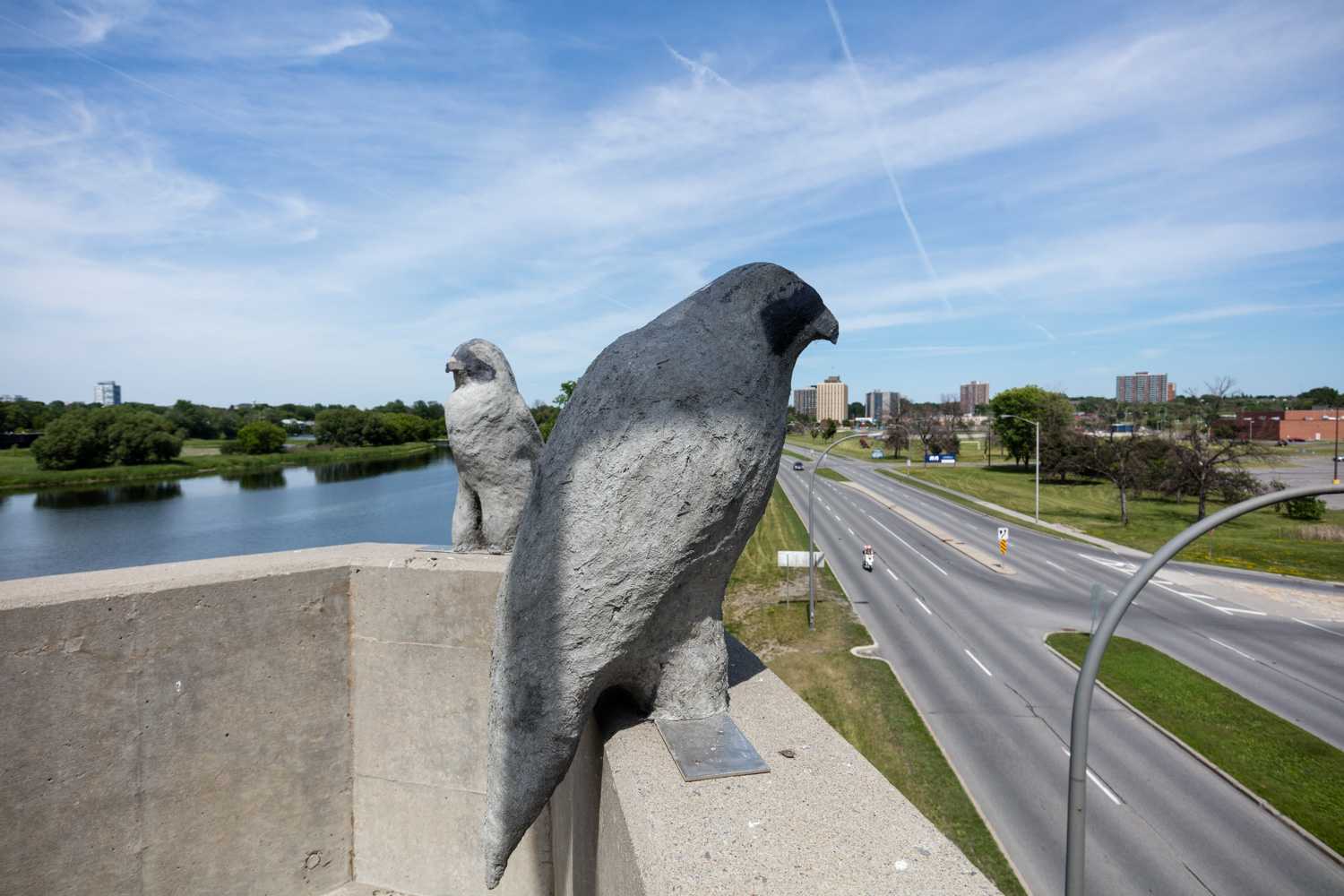 "Peregrine Falcons"