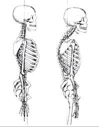 skeleton posture.jpg