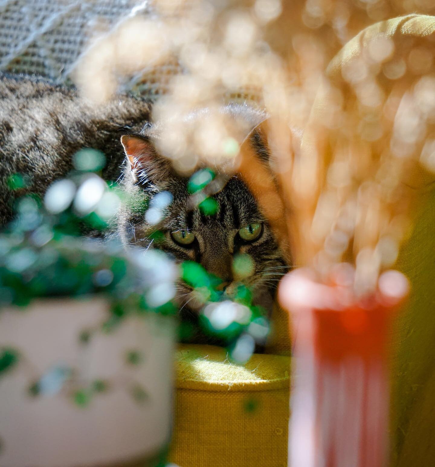I swear, sometimes I feel like we have some apex predators roaming around in our house. But, it&rsquo;s just our chunky boy moose!
.
.
.
.
.
#catsofinsta #photography #a6100 #pets #sonyalphaclub #sonya6100 #cat #catsoftheday #catsofinstagram #eyes #p