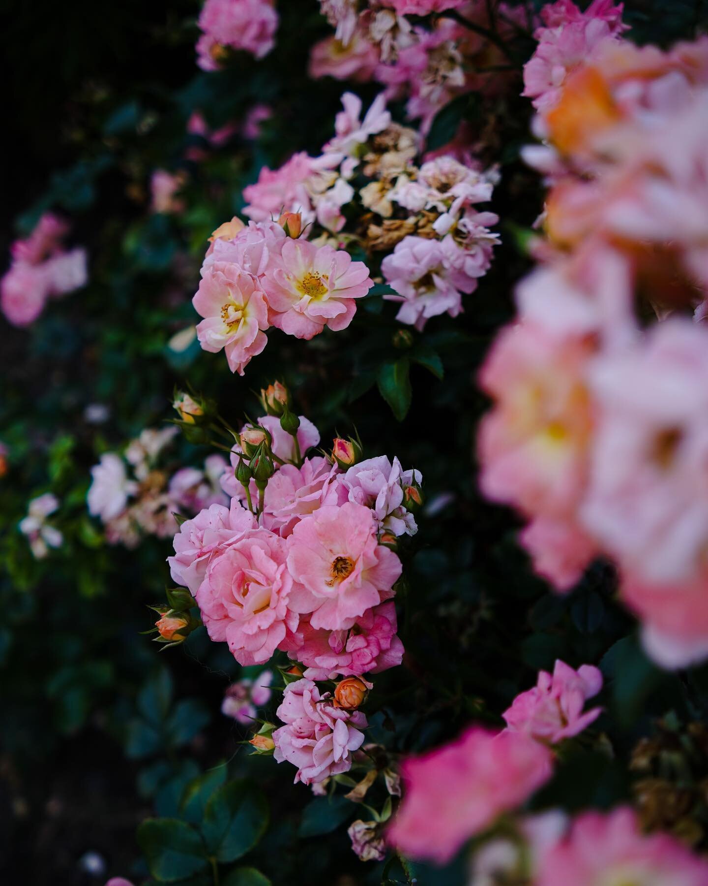 Probably my favorite photo I&rsquo;ve taken in a long time. I was just walking around Chestnut Hill, and I believe this was in front of someone&rsquo;s house. I was literally just killing time, I was super sweaty, it was hellishly hot outside, but th