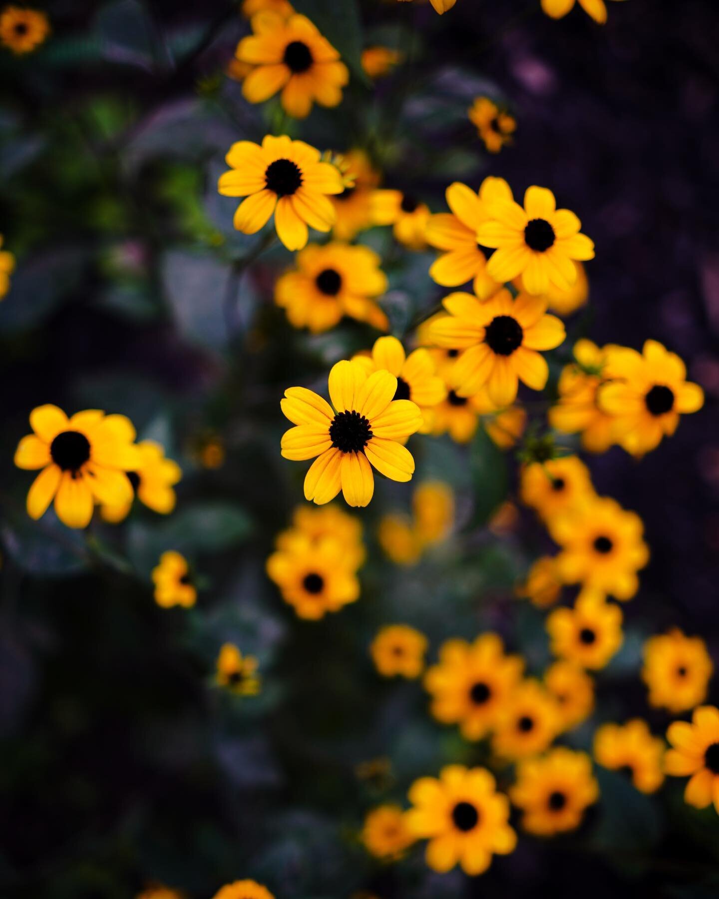 Front garden adventures.🌼
.
.
.
.
.
#photography #viltrox23mm14 #viltrox #flowers #garden #summer #summervibes #flowerstagram #goodvibes #sonya6100 #sonyalpha #igers #pa #summertime