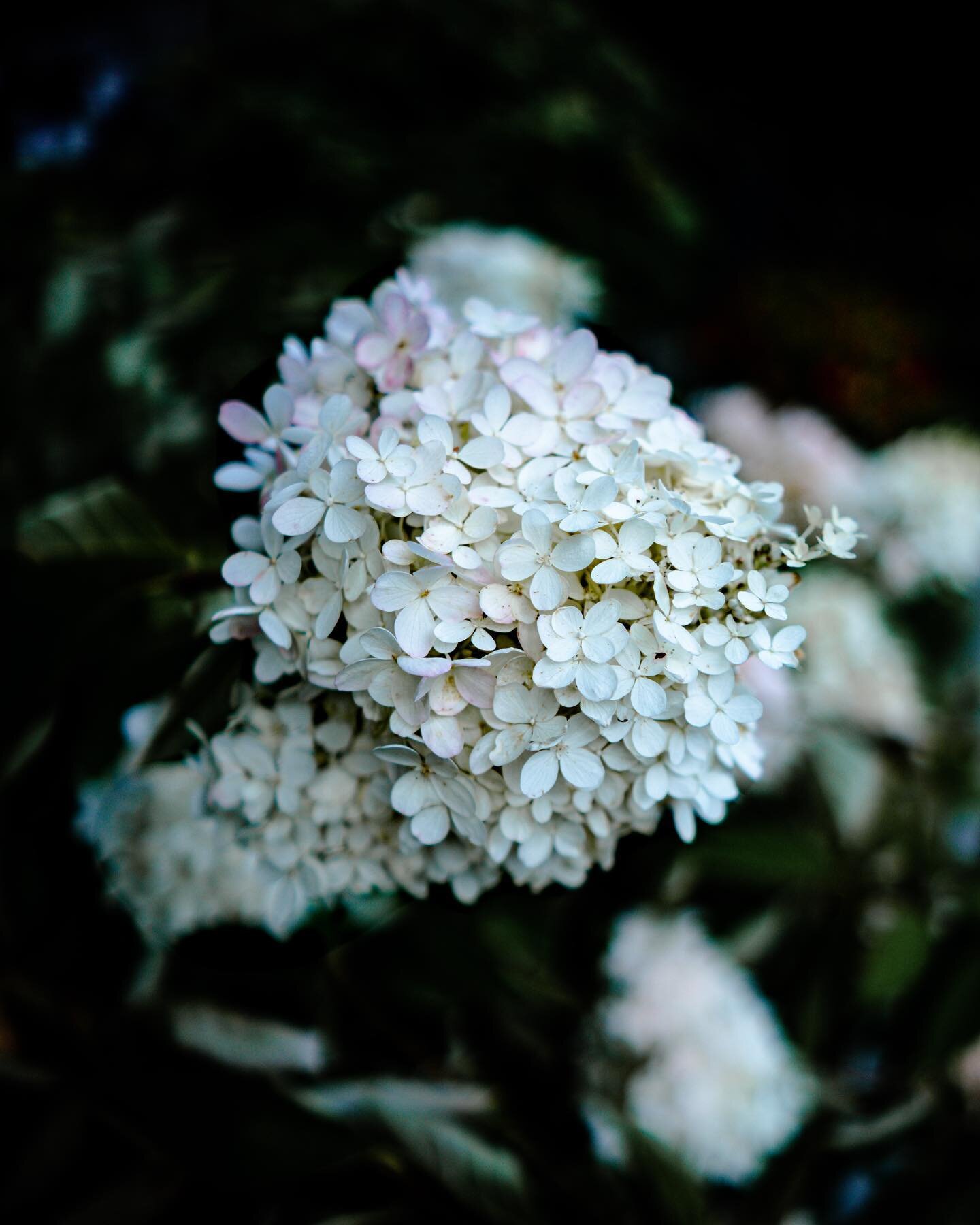 Still in bloom.
.
.
.
.
.
#photography #flowers #viltrox23mm14 #viltrox #sonya6100 #a6100 #sonyalpha #flowergram #summer #falliscoming #nature #sonyalphaclub