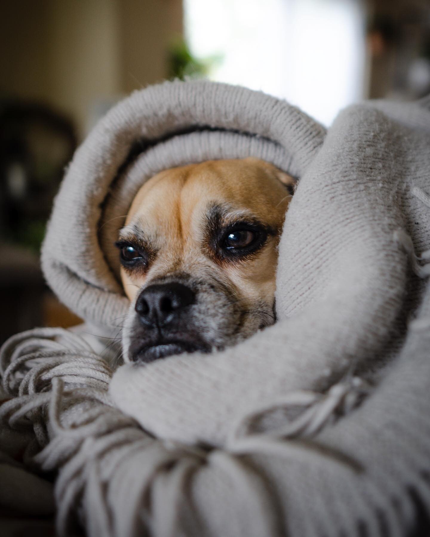 This little fuzz bucket is 5 years old today! He is hilarious, mischievous, lazy, and one of the best things in my life. Happy Birthday Harvey!
.
.
.
.
.
#puggle #pup #harveygram #photography #sonya6100 #sonya6000 #puggles #pugglesofinstagram #sonyal