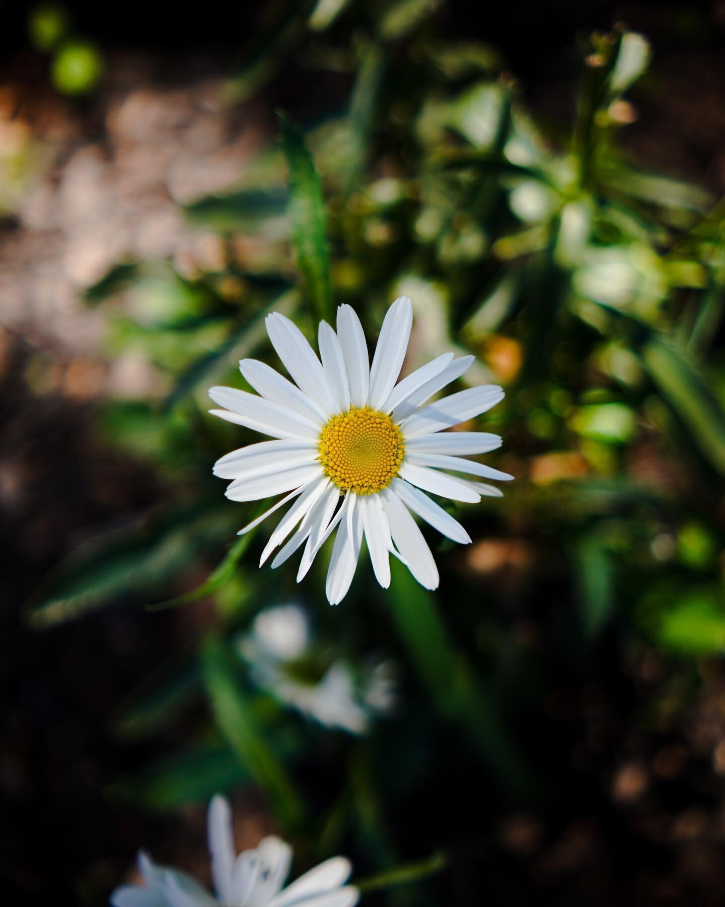 Geometry in nature.🟡
.
.
.
.
.
#flowers #daisy #details #nature #garden #photography #viltrox23mm14 #viltrox #sonyalpha #sonya6100 #summervibes #flowergram #flowerphotography #artofvisuals #photographylovers #daisies #gardenlife #flower_igers