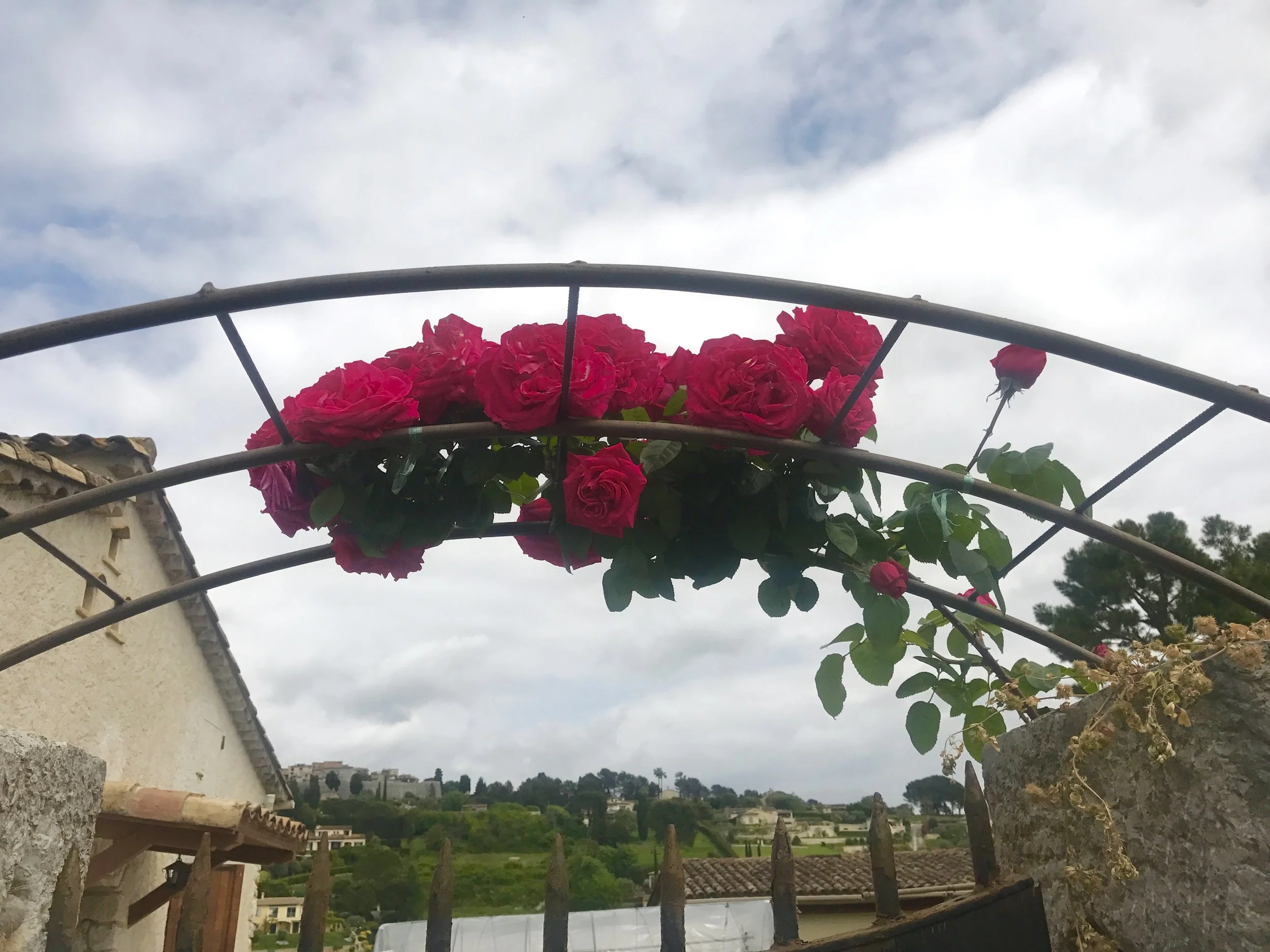 Flowers in Saint Paul de Vence