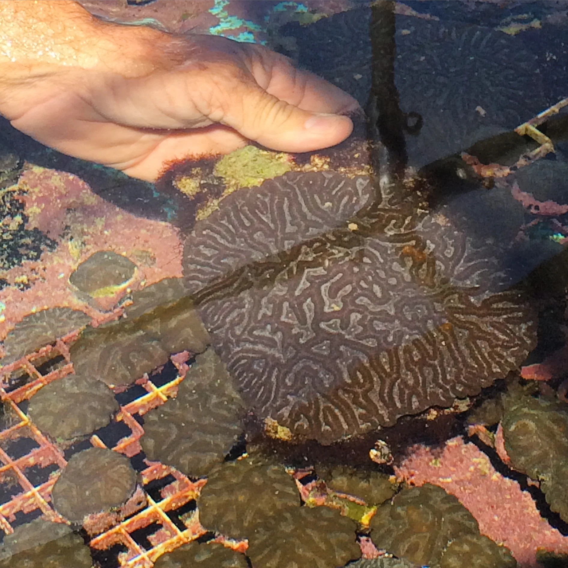 This brain coral normally would take decades to reach such size in the wild. Through microfragmenting, this coral was grown by the Mote Marine Laboratory in a matter of months. Photo credit: Coral Vita
