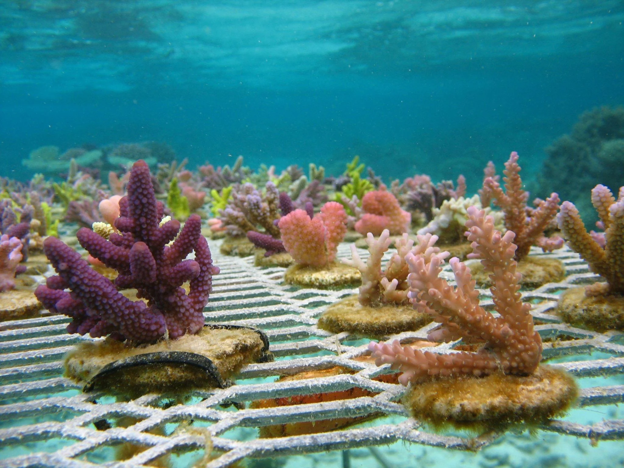 CoralGardener_01.jpg