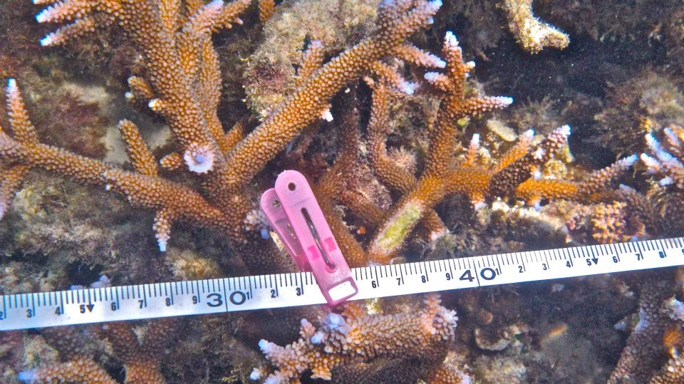   Photo Credit: ELI Africa  