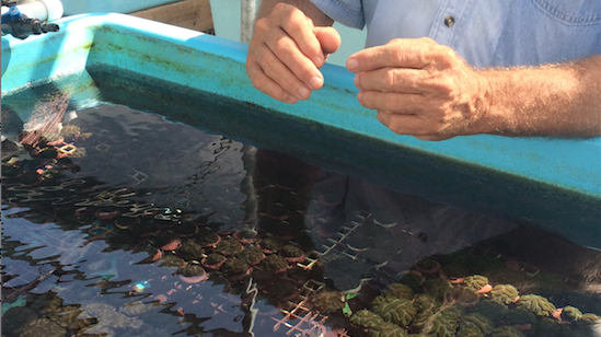   Photo Credit: Mote Marine Lab  