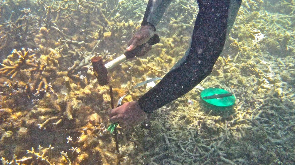   Photo Credit: Mauritius Oceanography Institute  