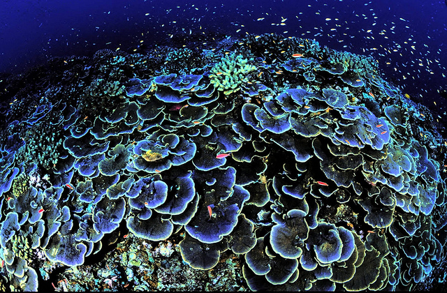 A healthy reef in Jarvis Island National Wildlife Refuge. Photo Credit: US Fish and Wildlife Service