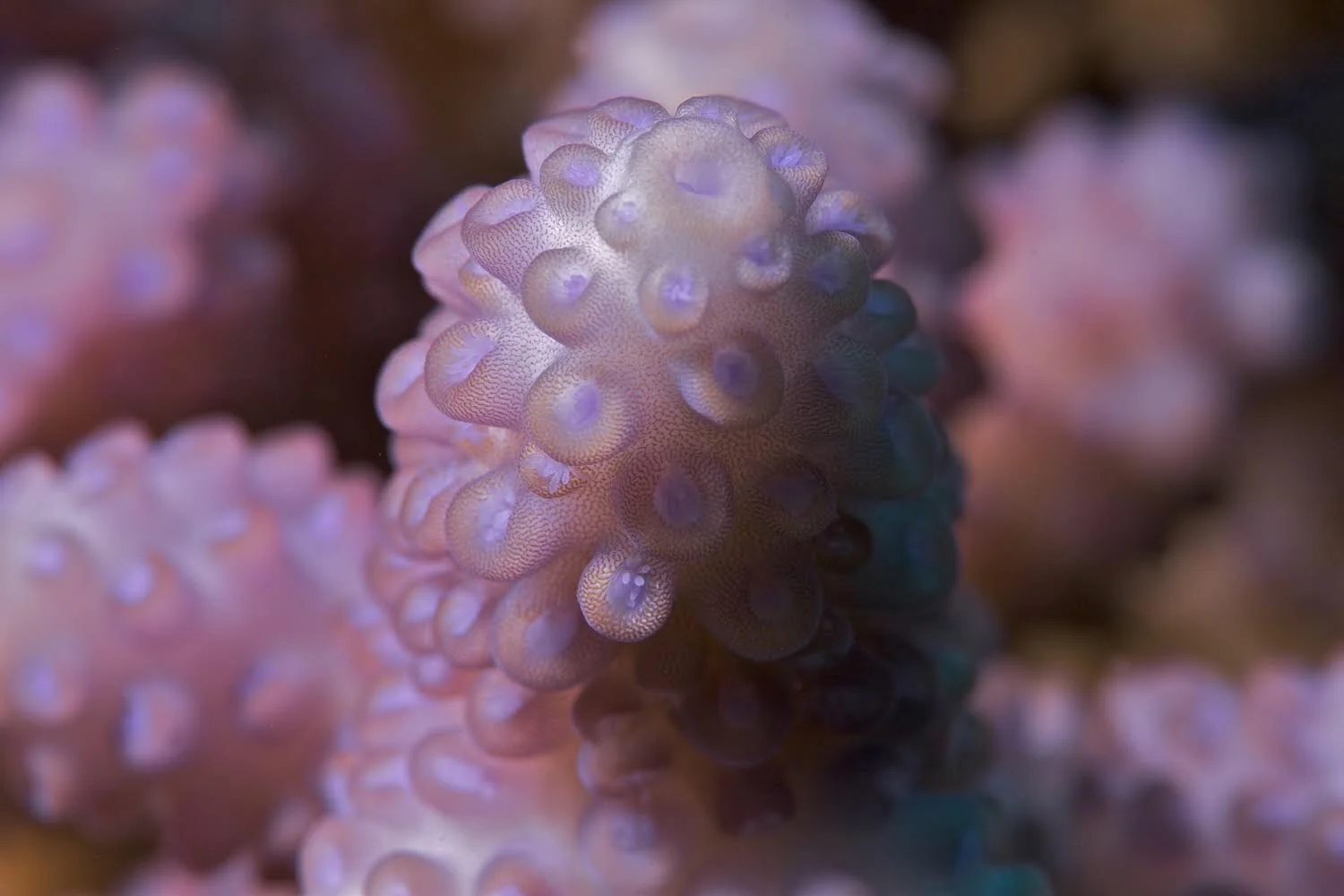 Close up of a reef-building Acropora coral, which is often found in coral farming projects. Photo credit: The Ocean Agency