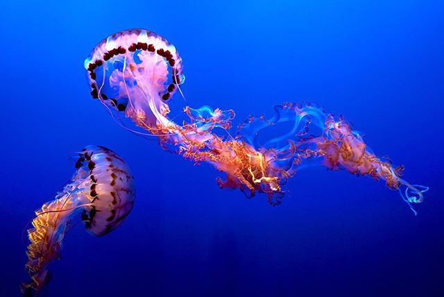 Happy #WorldJellyfishDay my squishies. #IShallCallHimSquishy @theellenshow
.
📸: @montereybayaquarium