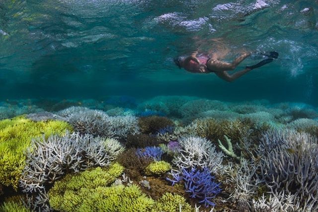 While these bright fluorescent corals may look stunning and gorgeous, they actually represent a cry for help.
.
Coral bleaching from heat stress in places like #NewCaledonia have been observed producing these pigments as a sort of sunscreen, in a &ld