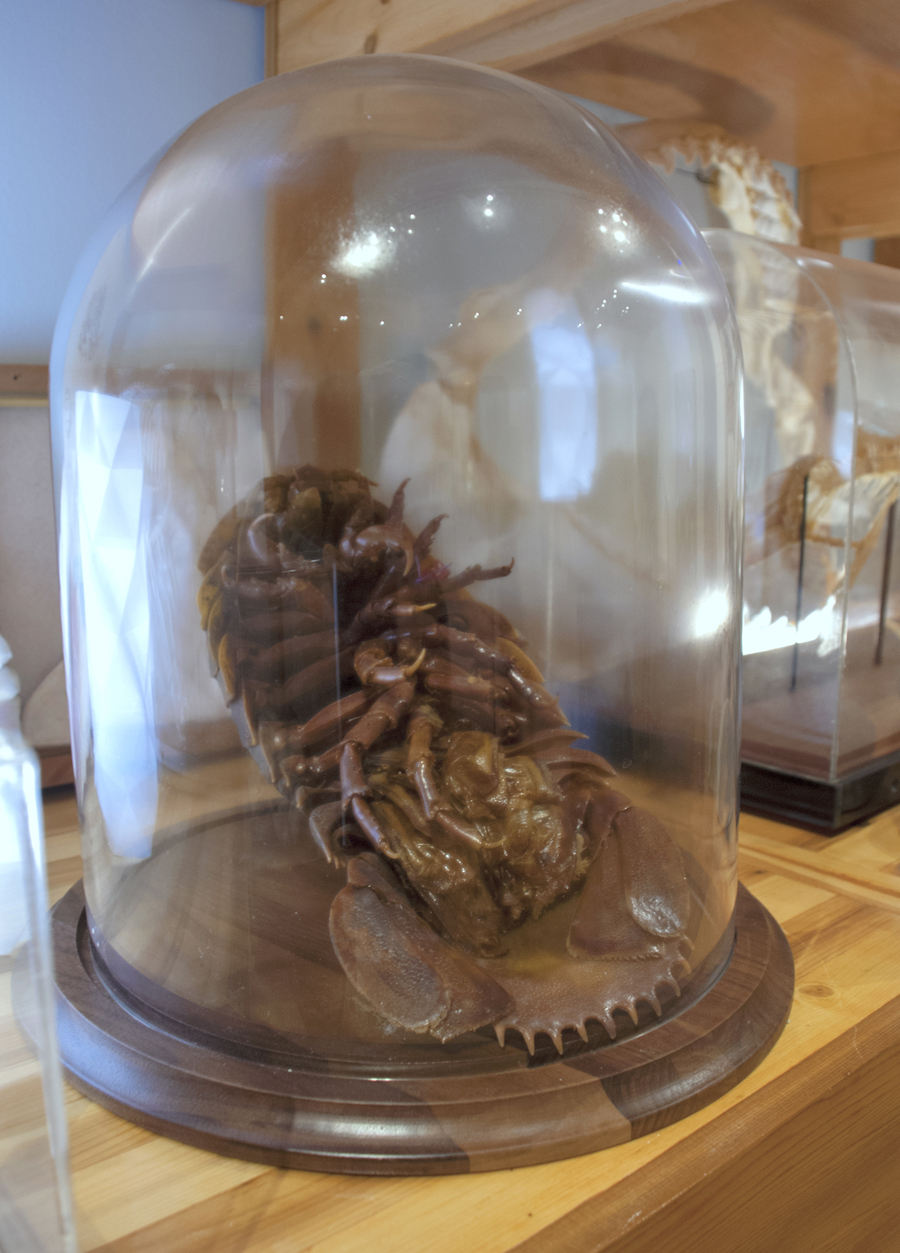 Sean Miller, Communibus Locis Interpretive Foundation (CLIF): Last Whole Earth Cabinet, 2013–14 Lent by Sean Miller and the Florida Museum of Natural History (Detail: Isopod), 2013-14.