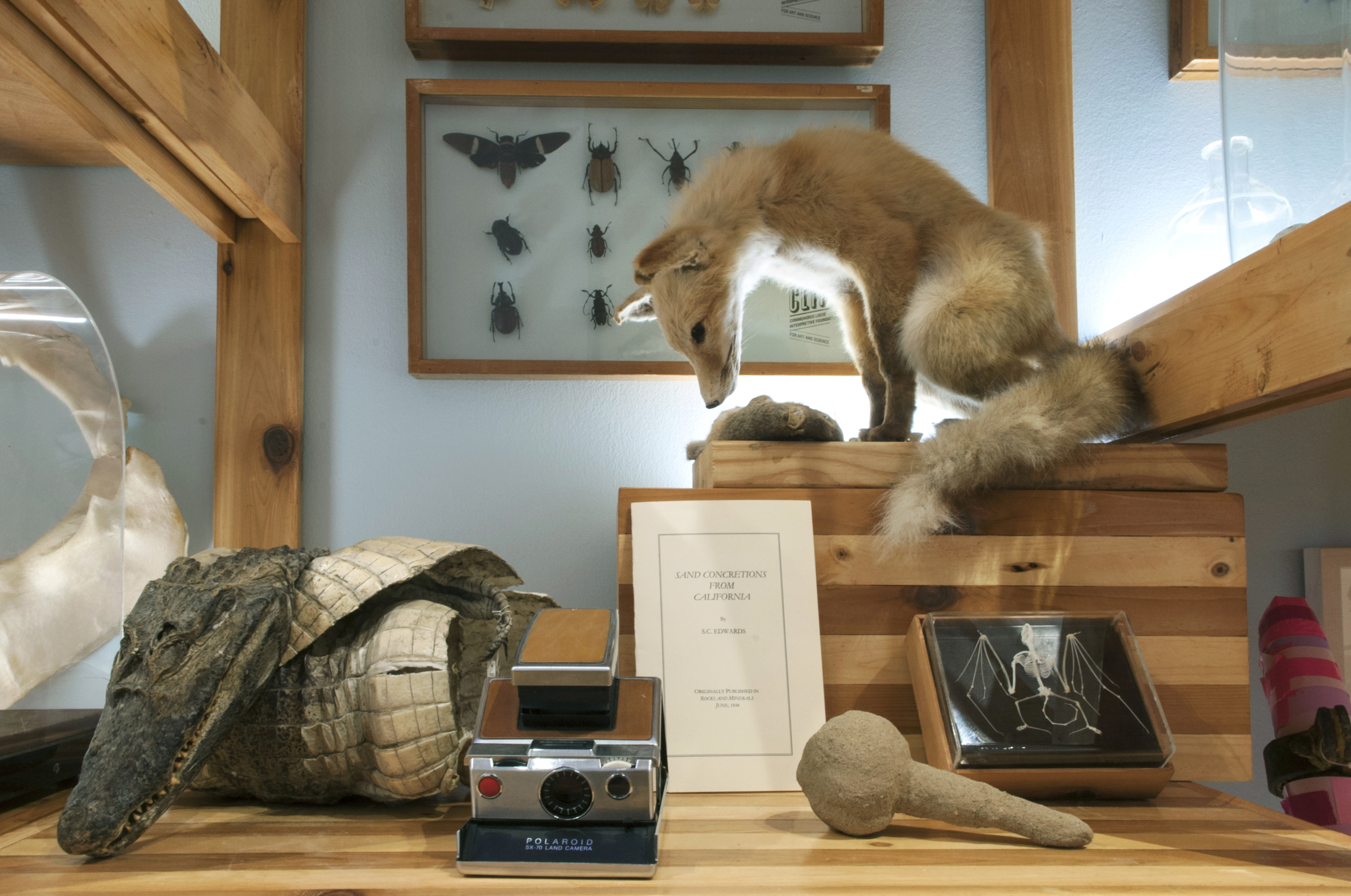 Sean Miller, Communibus Locis Interpretive Foundation (CLIF): Last Whole Earth Cabinet, 2013–14 Lent by Sean Miller and the Florida Museum of Natural History (Detail), 2013-14.