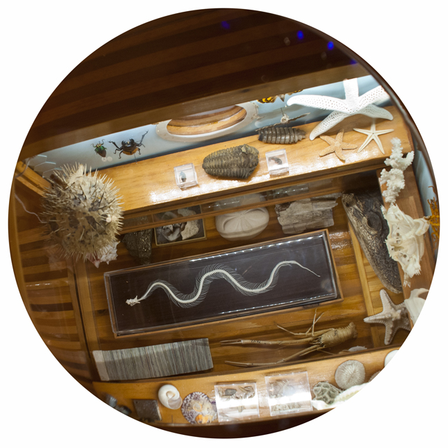Communibus Locis Interpretive Foundation (CLIF): Mobile  Wunderkammer (Detail: Interior), 2014.