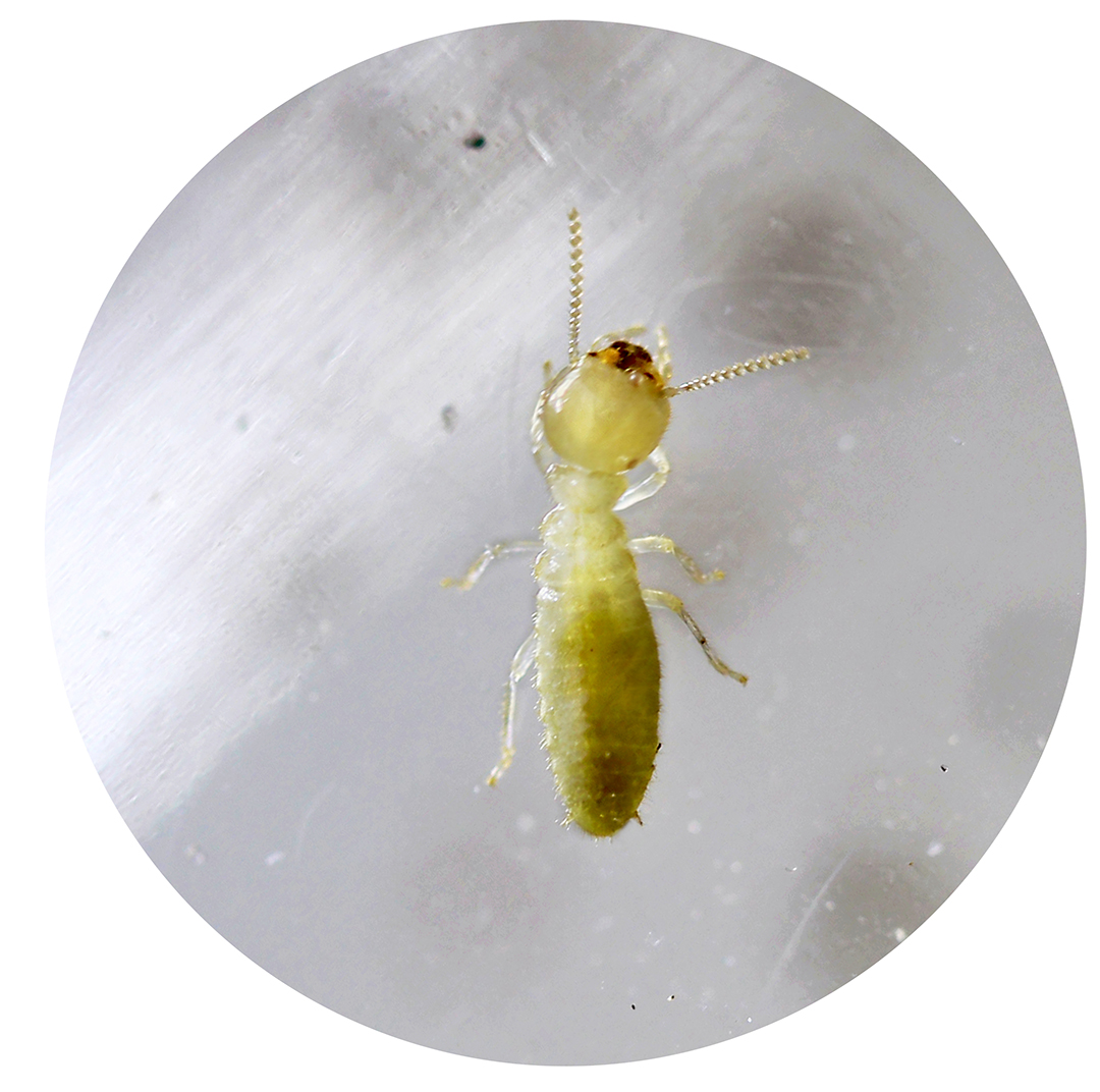 Museum Termite Series: The architecture of the Seattle Art Museum nourished and housed this termite (2017)