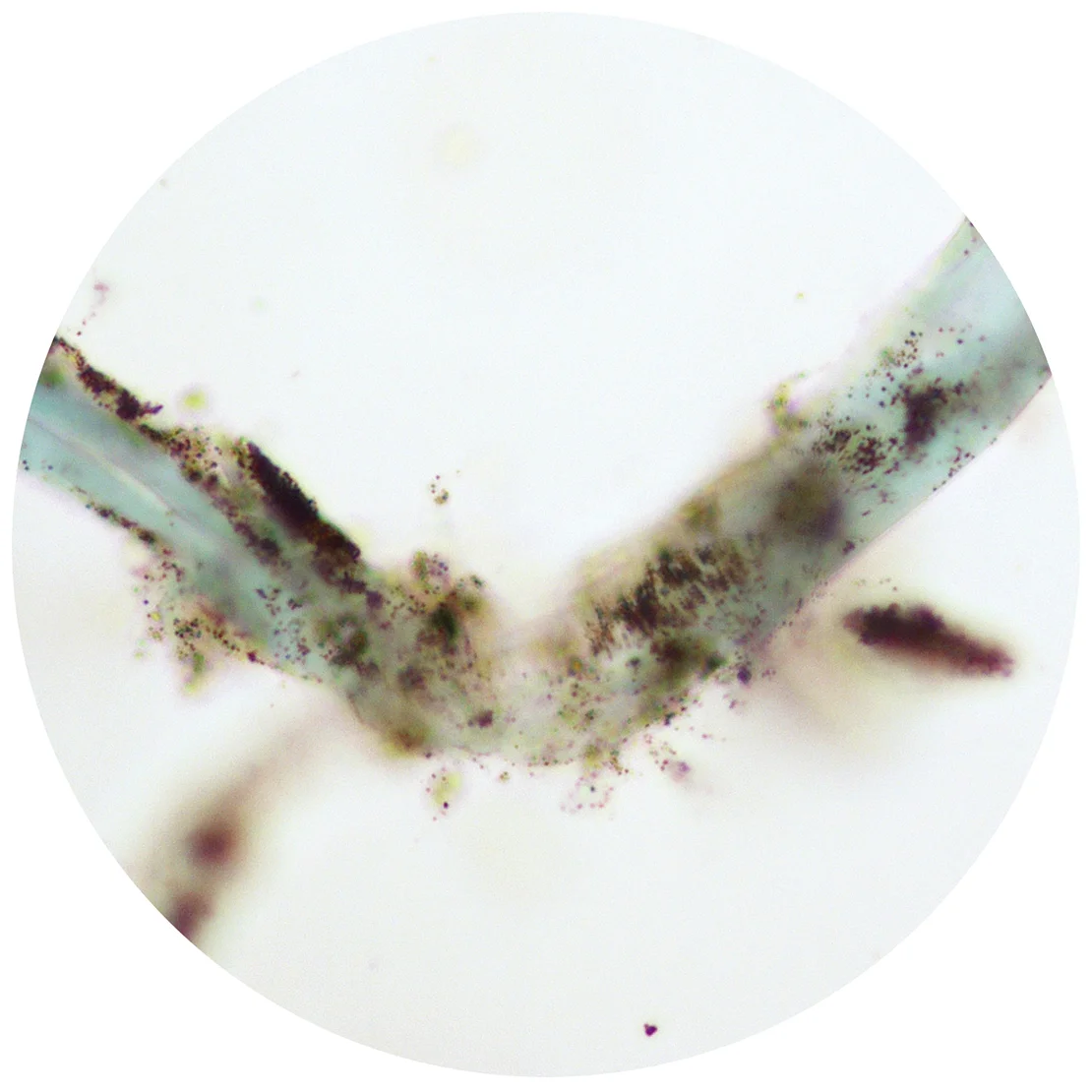 Sean Miller, Microscopy of Dust Sample Collected from Samuel P. Harn Museum of Art, Gainesville, Florida.